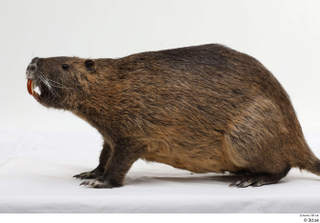 Nutria whole body 0002.jpg